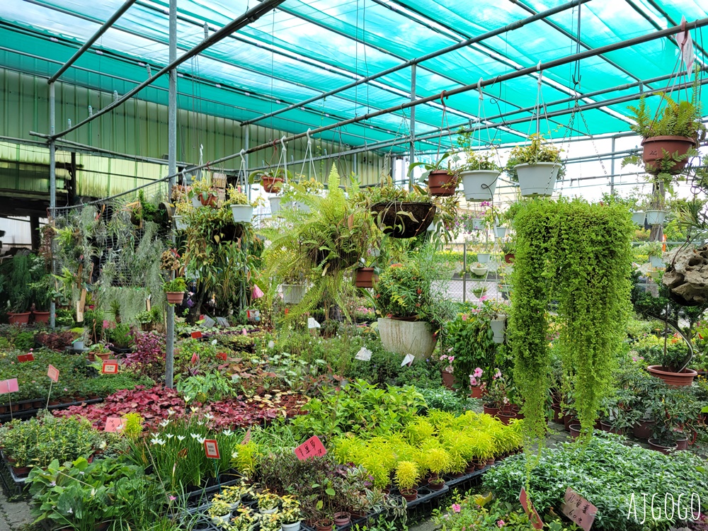 屏東景點 常菁花園 屏東萬丹買花、買盆栽、龜背芋的好地方