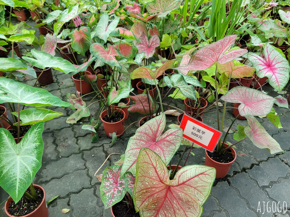 屏東景點 常菁花園 屏東萬丹買花、買盆栽、龜背芋的好地方