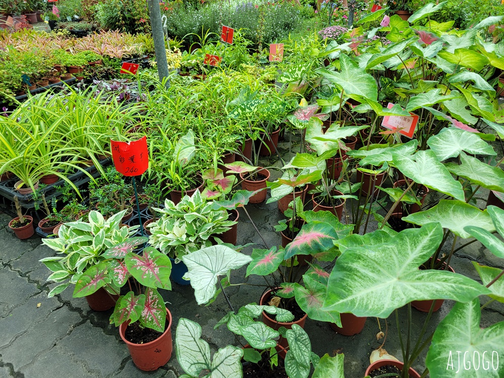 屏東景點 常菁花園 屏東萬丹買花、買盆栽、龜背芋的好地方
