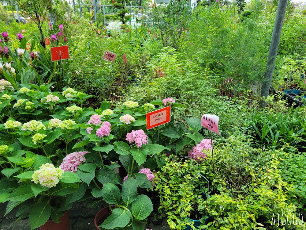 屏東景點 常菁花園 屏東萬丹買花、買盆栽、龜背芋的好地方