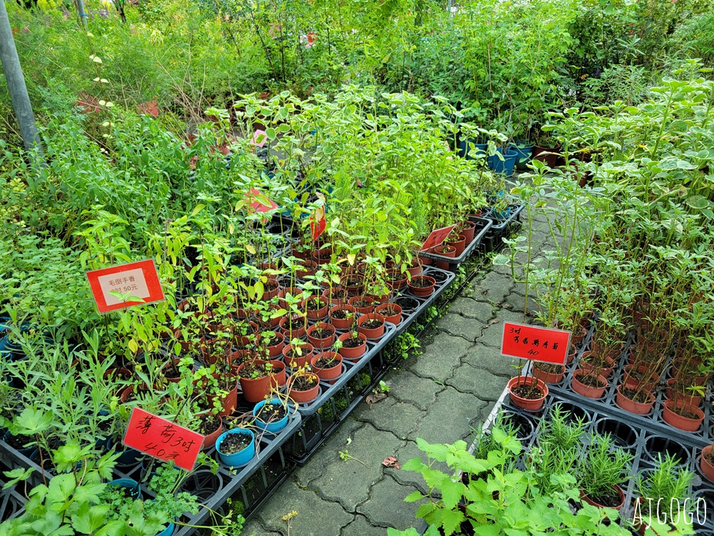 屏東景點 常菁花園 屏東萬丹買花、買盆栽、龜背芋的好地方