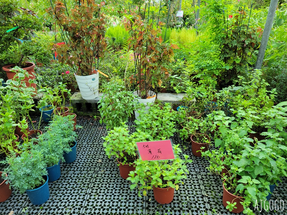 屏東景點 常菁花園 屏東萬丹買花、買盆栽、龜背芋的好地方