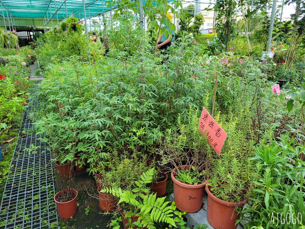 屏東景點 常菁花園 屏東萬丹買花、買盆栽、龜背芋的好地方