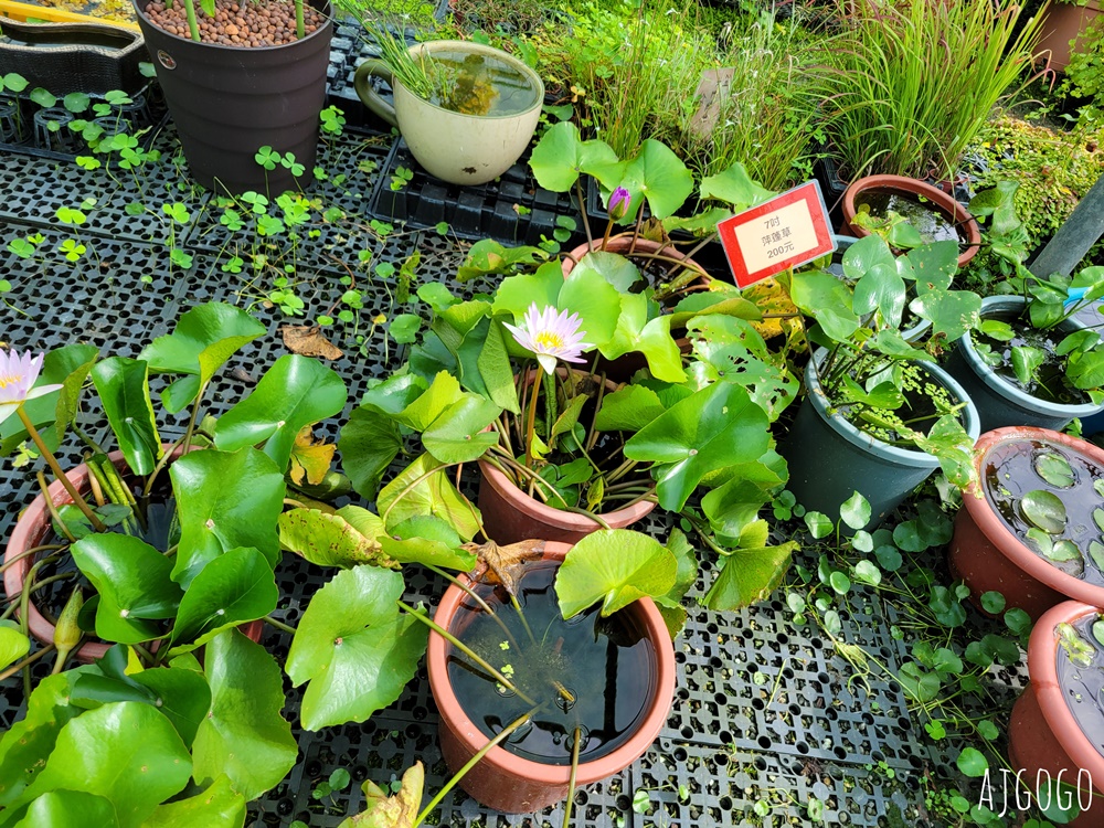 屏東景點 常菁花園 屏東萬丹買花、買盆栽、龜背芋的好地方