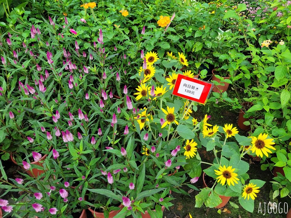 屏東景點 常菁花園 屏東萬丹買花、買盆栽、龜背芋的好地方