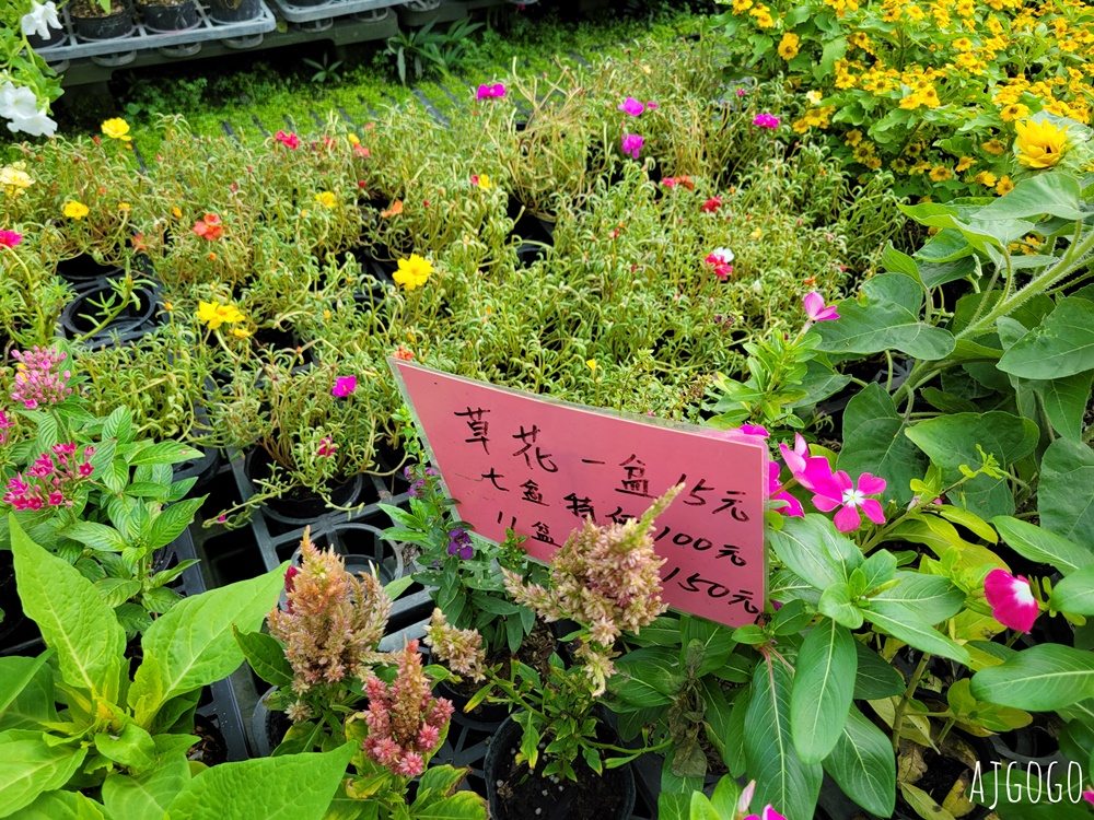 屏東景點 常菁花園 屏東萬丹買花、買盆栽、龜背芋的好地方