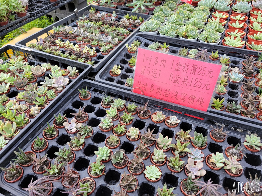 屏東景點 常菁花園 屏東萬丹買花、買盆栽、龜背芋的好地方