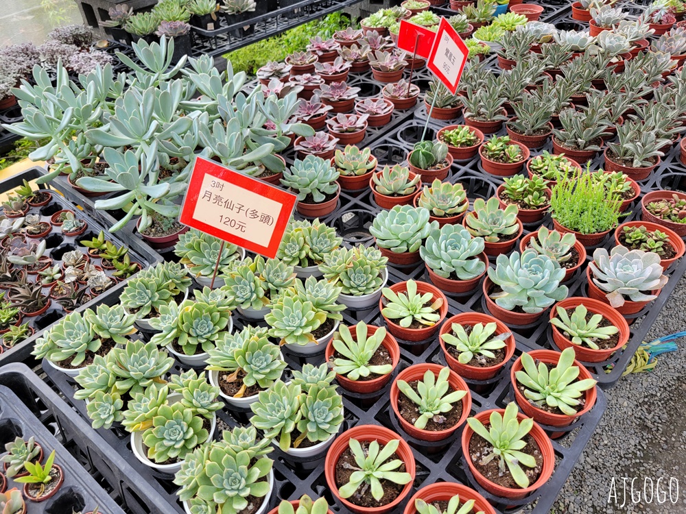 屏東景點 常菁花園 屏東萬丹買花、買盆栽、龜背芋的好地方