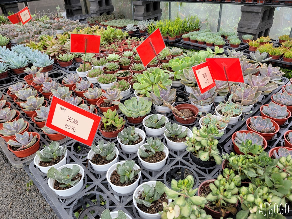 屏東景點 常菁花園 屏東萬丹買花、買盆栽、龜背芋的好地方