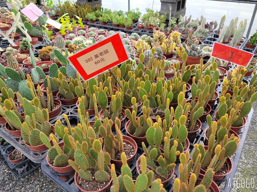屏東景點 常菁花園 屏東萬丹買花、買盆栽、龜背芋的好地方