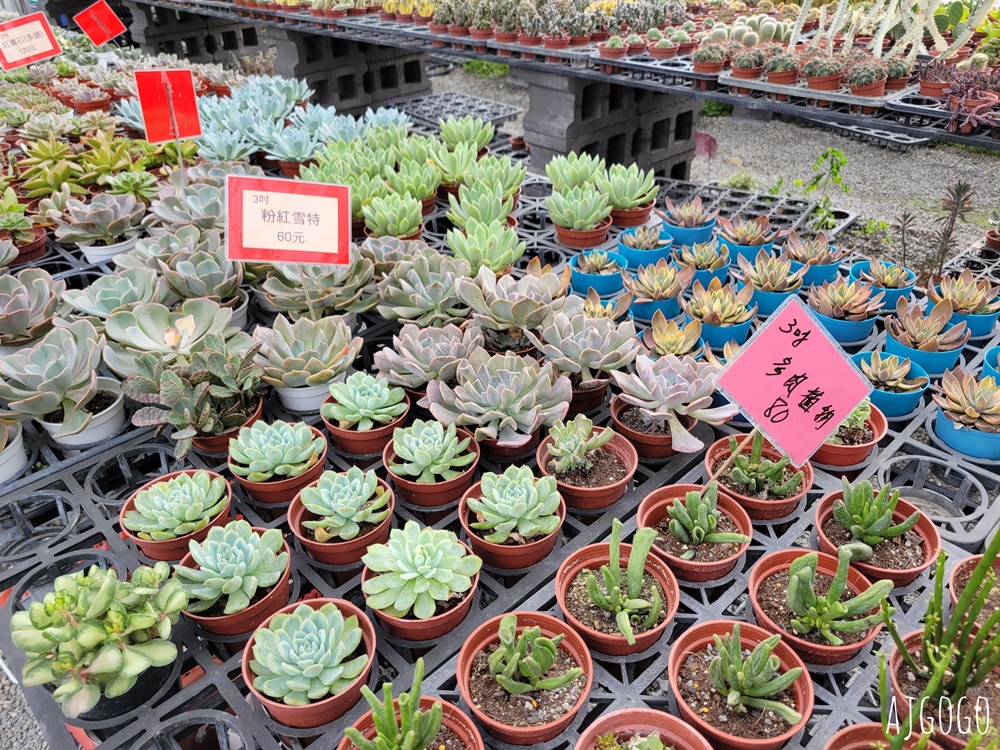 屏東景點 常菁花園 屏東萬丹買花、買盆栽、龜背芋的好地方