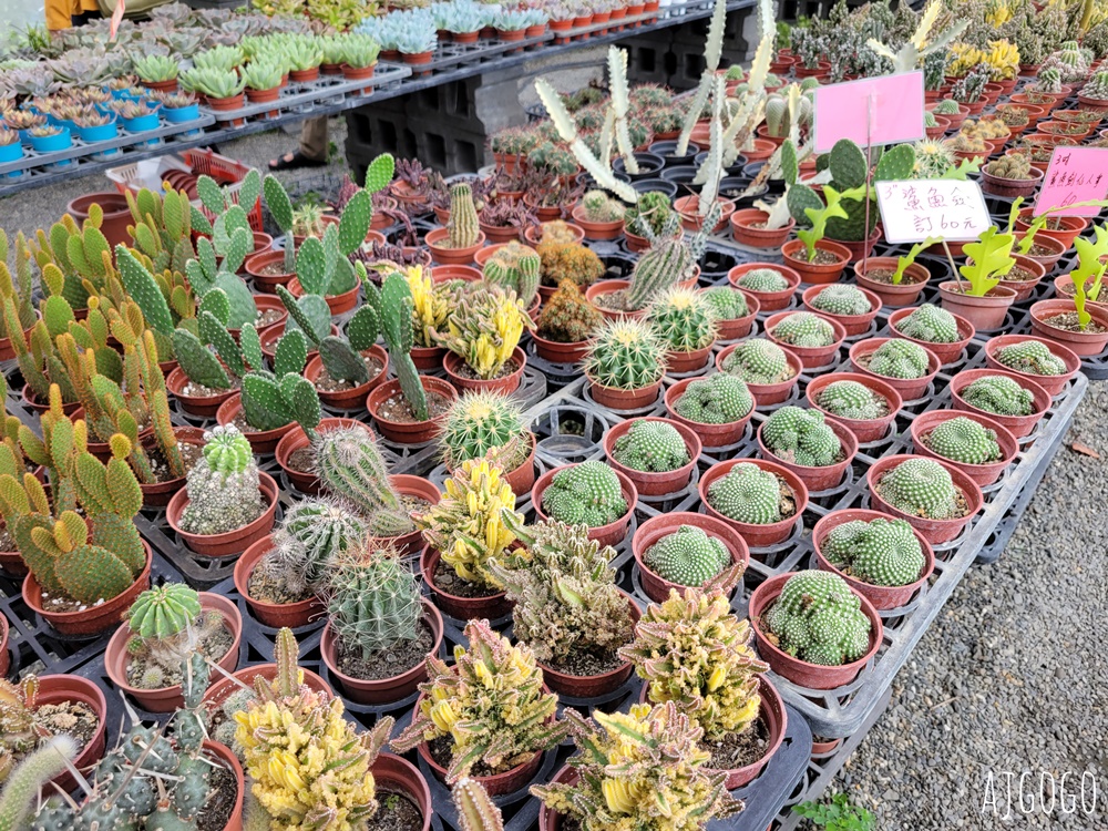 屏東景點 常菁花園 屏東萬丹買花、買盆栽、龜背芋的好地方