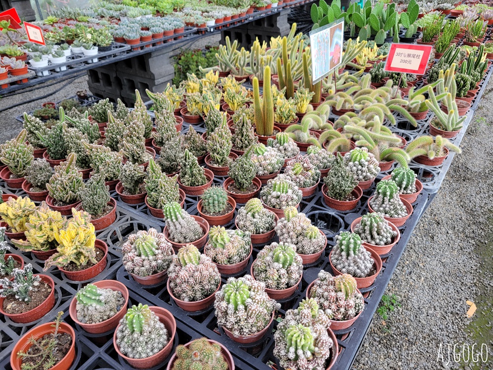 屏東景點 常菁花園 屏東萬丹買花、買盆栽、龜背芋的好地方