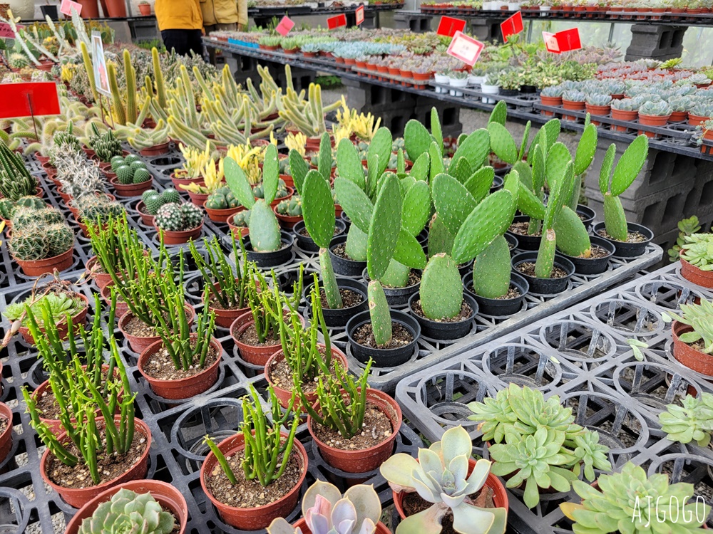 屏東景點 常菁花園 屏東萬丹買花、買盆栽、龜背芋的好地方