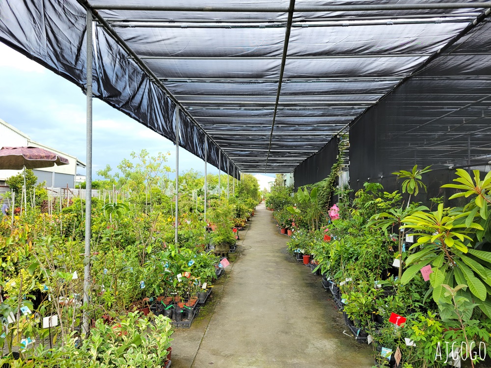 屏東景點 常菁花園 屏東萬丹買花、買盆栽、龜背芋的好地方