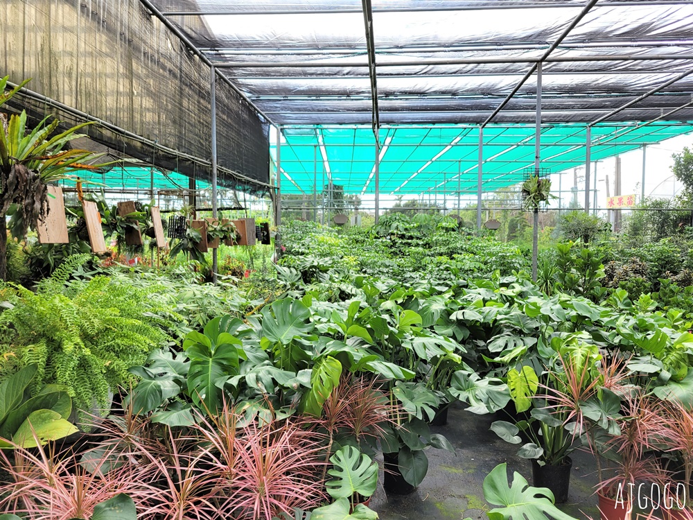 屏東景點 常菁花園 屏東萬丹買花、買盆栽、龜背芋的好地方