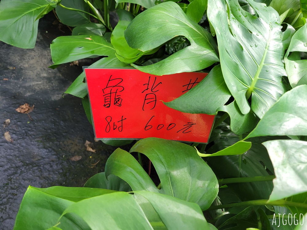 屏東景點 常菁花園 屏東萬丹買花、買盆栽、龜背芋的好地方