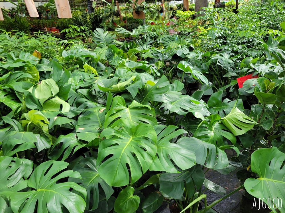 屏東景點 常菁花園 屏東萬丹買花、買盆栽、龜背芋的好地方