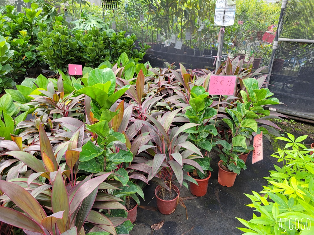屏東景點 常菁花園 屏東萬丹買花、買盆栽、龜背芋的好地方