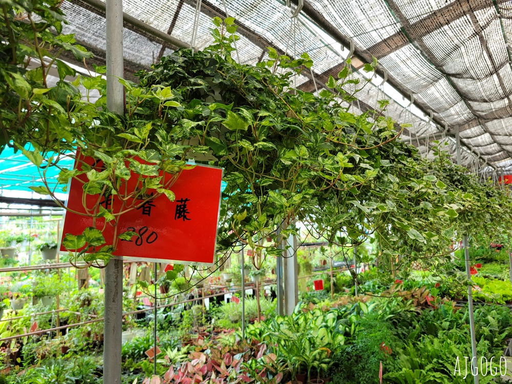 屏東景點 常菁花園 屏東萬丹買花、買盆栽、龜背芋的好地方