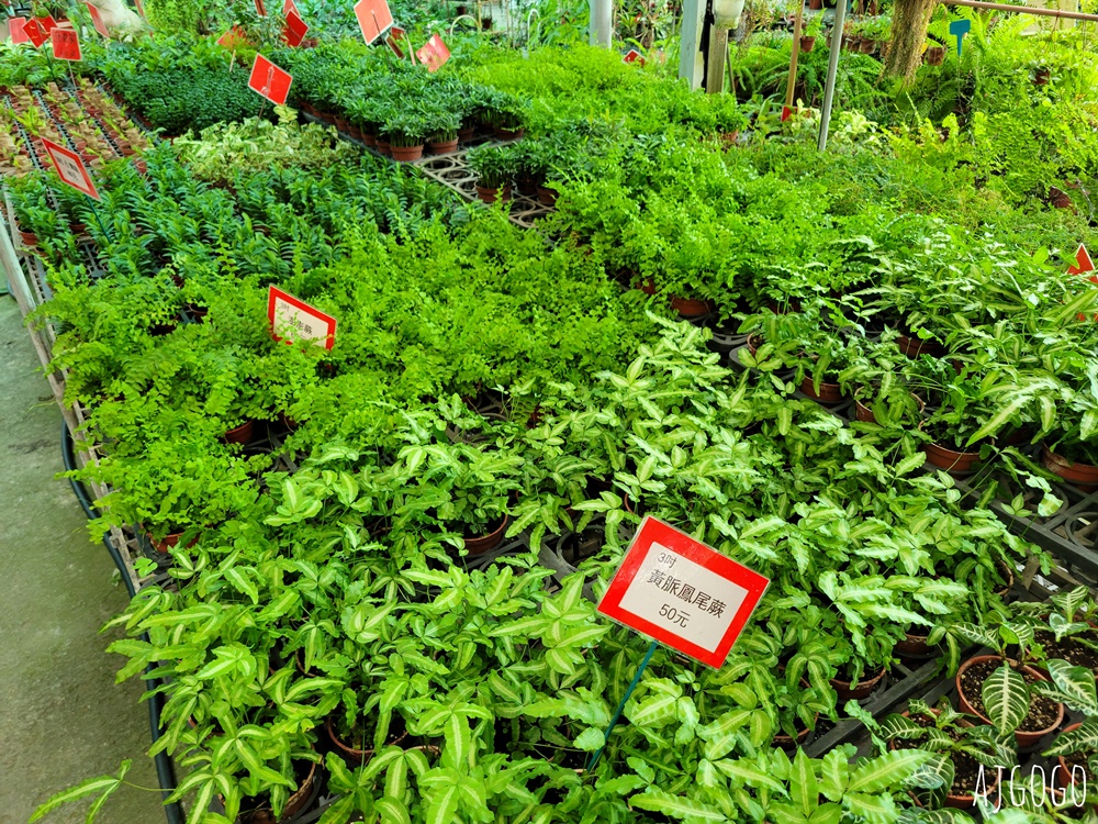 屏東景點 常菁花園 屏東萬丹買花、買盆栽、龜背芋的好地方