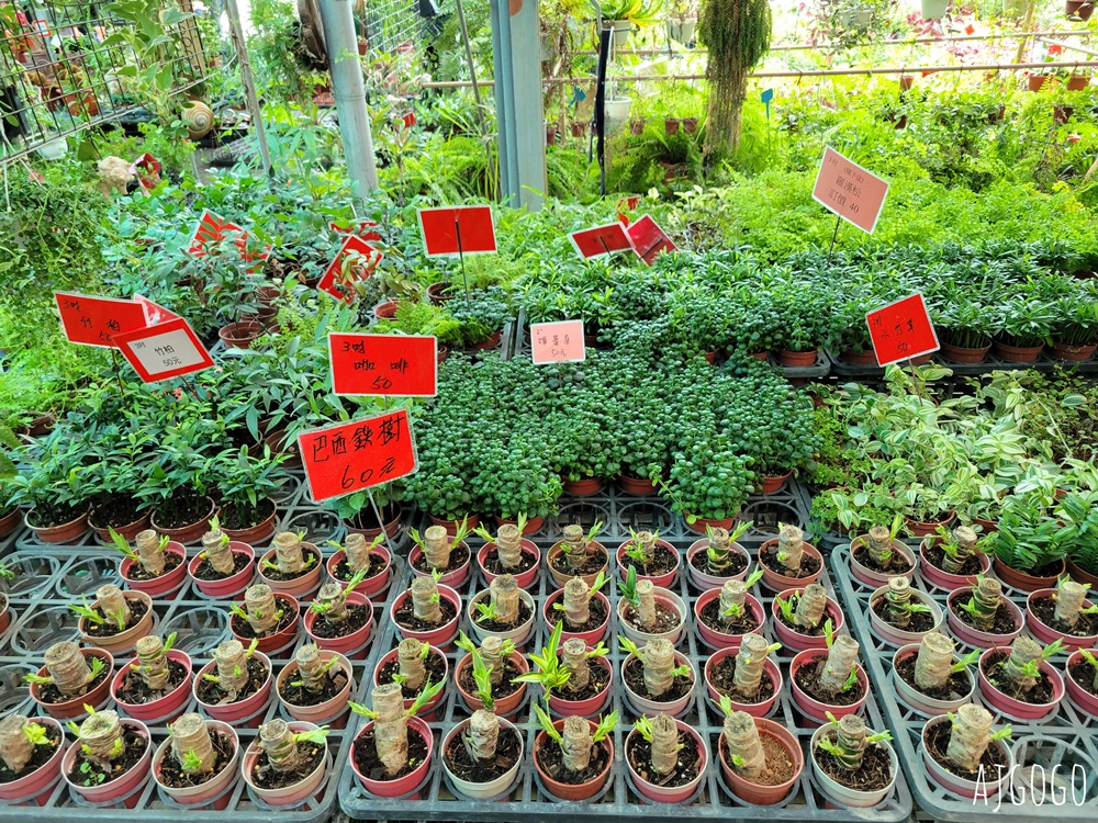 屏東景點 常菁花園 屏東萬丹買花、買盆栽、龜背芋的好地方
