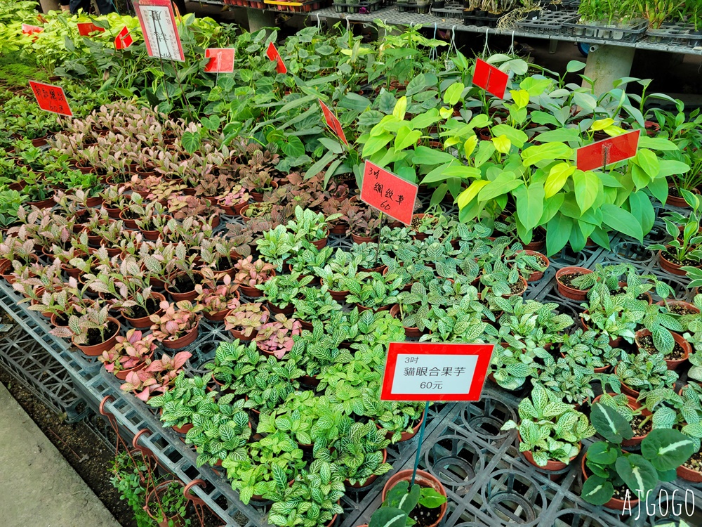 屏東景點 常菁花園 屏東萬丹買花、買盆栽、龜背芋的好地方