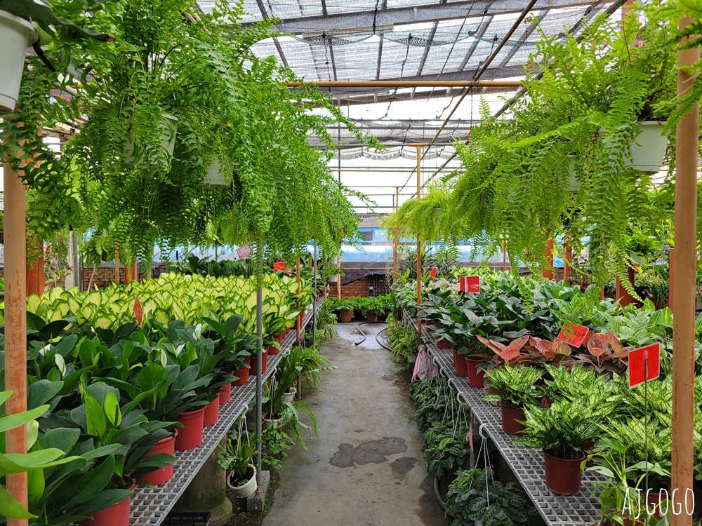 屏東景點 常菁花園 屏東萬丹買花、買盆栽、龜背芋的好地方