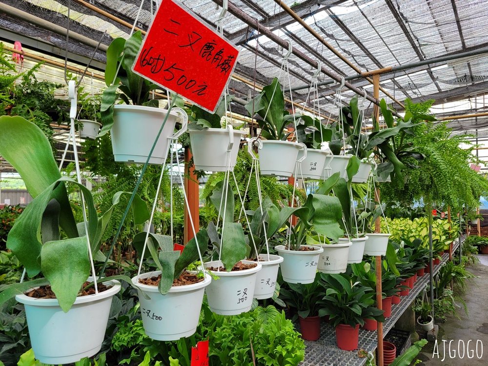 屏東景點 常菁花園 屏東萬丹買花、買盆栽、龜背芋的好地方