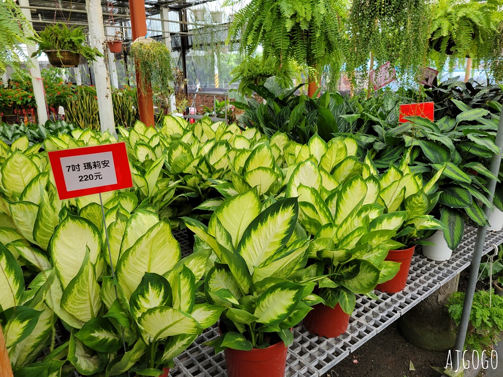 屏東景點 常菁花園 屏東萬丹買花、買盆栽、龜背芋的好地方