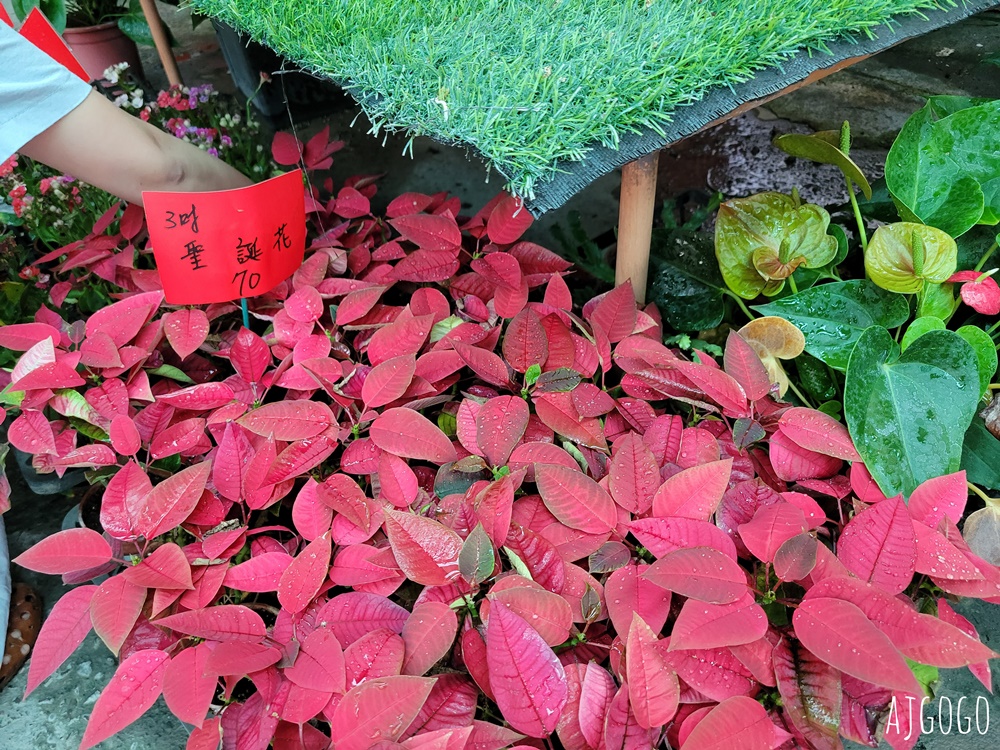 屏東景點 常菁花園 屏東萬丹買花、買盆栽、龜背芋的好地方
