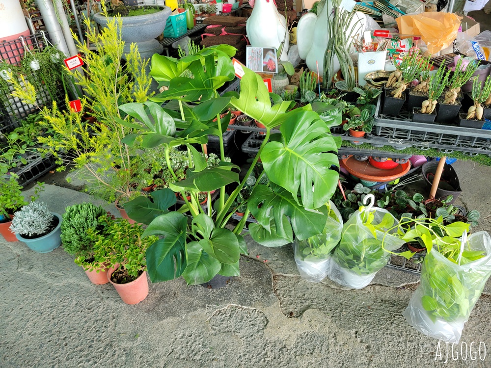 屏東景點 常菁花園 屏東萬丹買花、買盆栽、龜背芋的好地方