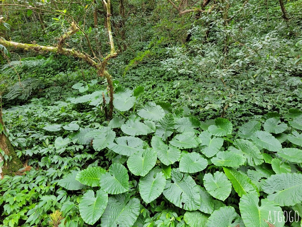 三峽景點 滿月圓國家森林遊樂區 好走的親子森林步道 沿著溪谷找大瀑布