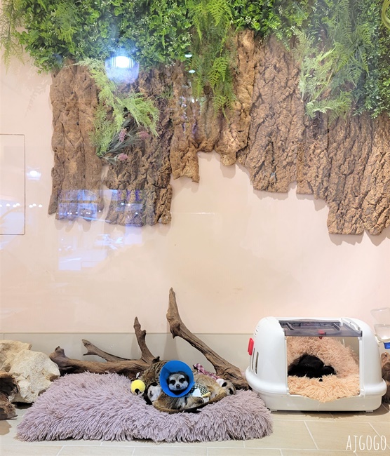 台北咖啡廳 75度獴敦南旗艦店 狐蒙動物餐廳 台北下午茶