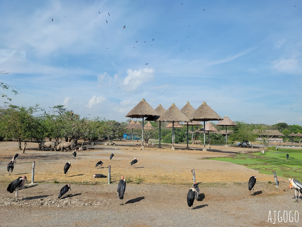 2026曼谷景點 賽福瑞野生動物園一日遊 Safari World 巴士接送、自助午餐吃到飽