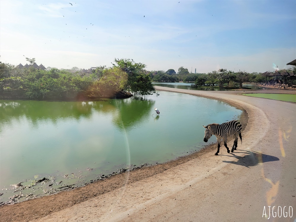2026曼谷景點 賽福瑞野生動物園一日遊 Safari World 巴士接送、自助午餐吃到飽