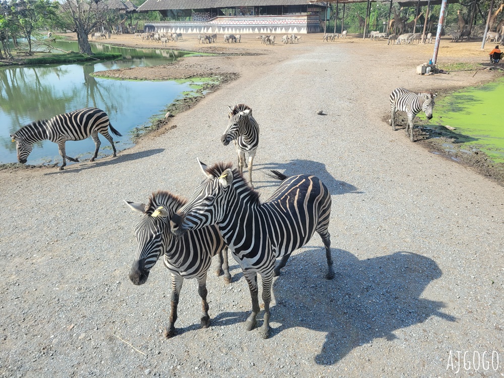 2026曼谷景點 賽福瑞野生動物園一日遊 Safari World 巴士接送、自助午餐吃到飽