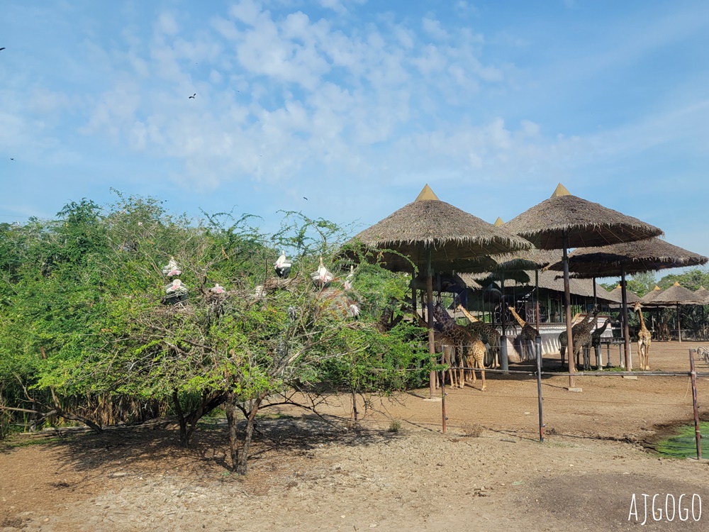 2026曼谷景點 賽福瑞野生動物園一日遊 Safari World 巴士接送、自助午餐吃到飽