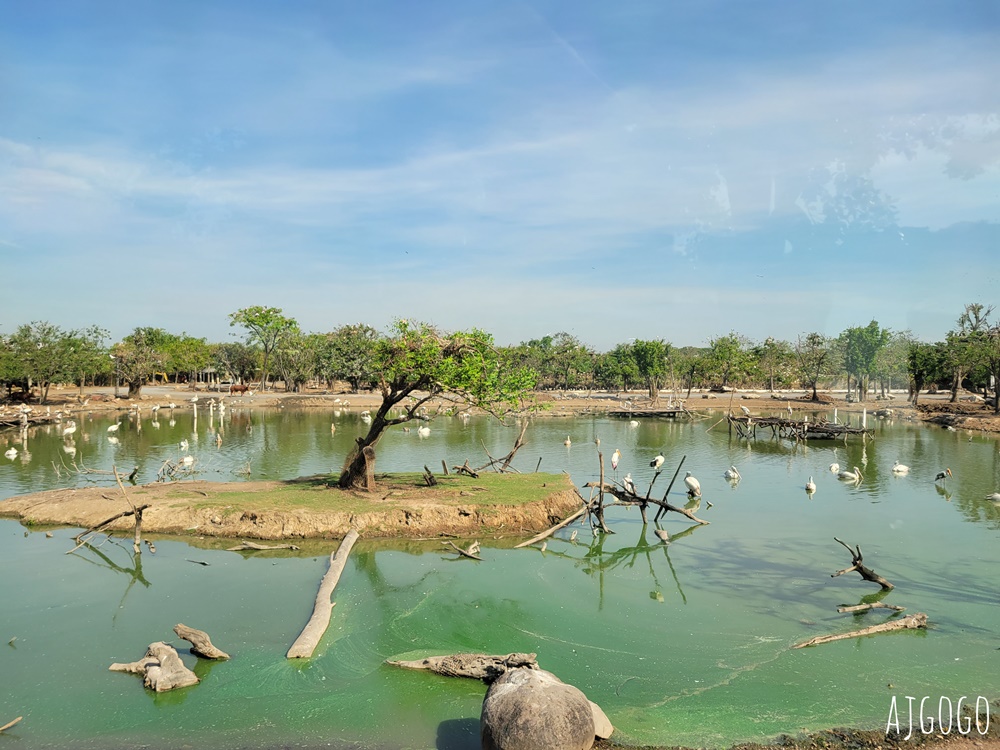 2026曼谷景點 賽福瑞野生動物園一日遊 Safari World 巴士接送、自助午餐吃到飽