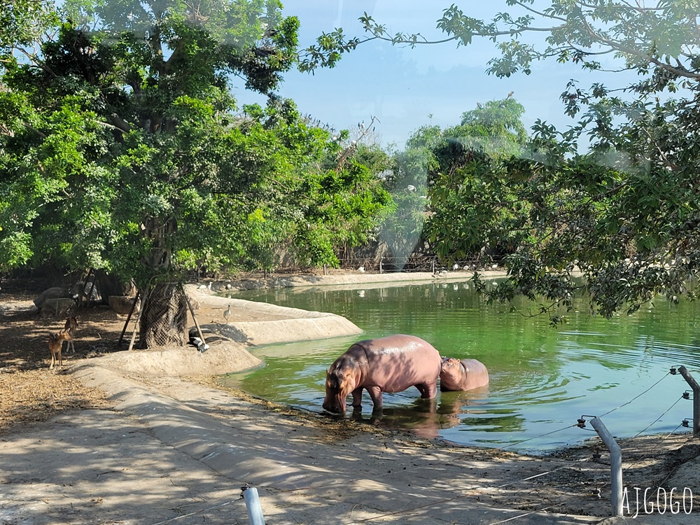 2026曼谷景點 賽福瑞野生動物園一日遊 Safari World 巴士接送、自助午餐吃到飽