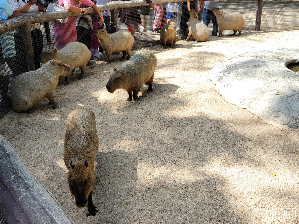 2026曼谷景點 賽福瑞野生動物園一日遊 Safari World 巴士接送、自助午餐吃到飽