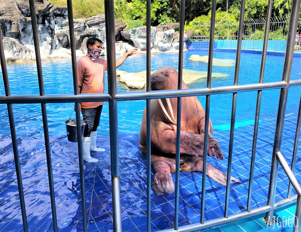 2026曼谷景點 賽福瑞野生動物園一日遊 Safari World 巴士接送、自助午餐吃到飽