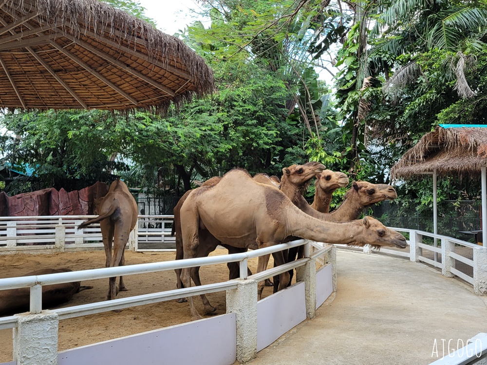 2026曼谷景點 賽福瑞野生動物園一日遊 Safari World 巴士接送、自助午餐吃到飽