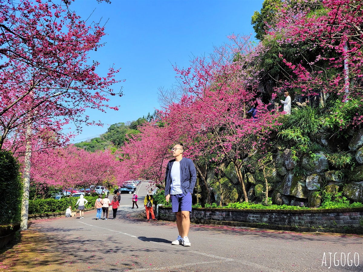 桃園景點 龜山元德寶宮 桃園櫻花 八重櫻小徑 每年2月中盛開 @AJ的旅行地圖