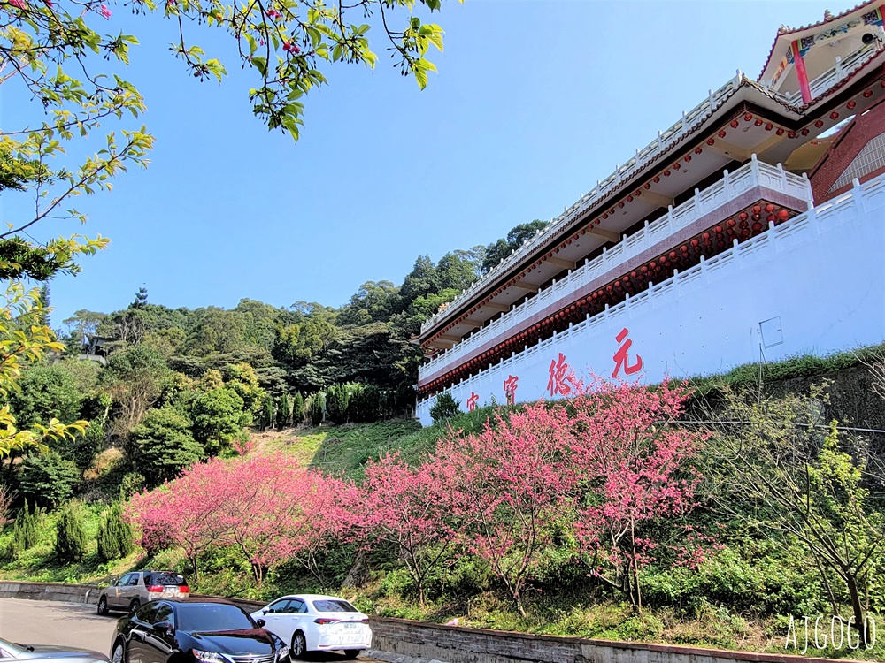 桃園景點 龜山元德寶宮 桃園櫻花 八重櫻小徑 每年2月中盛開