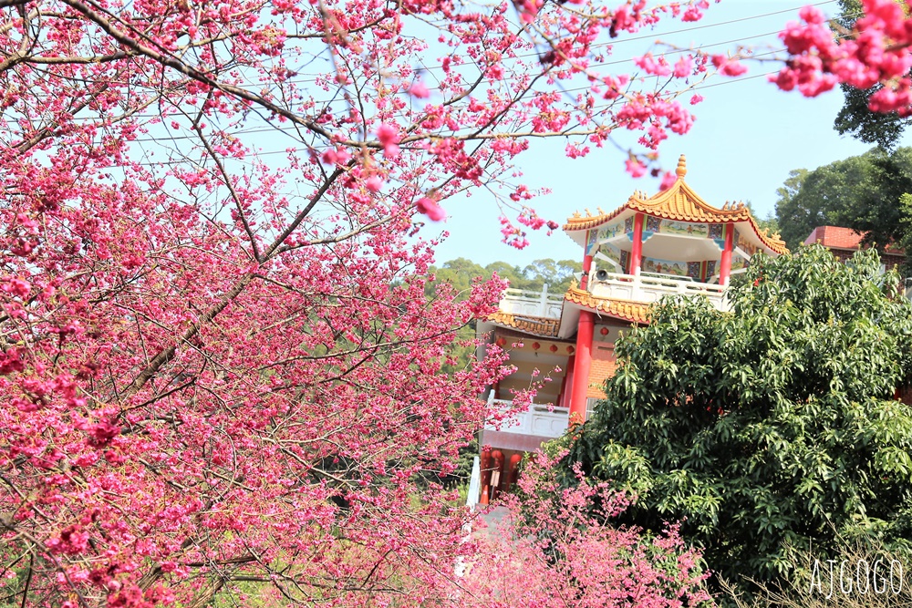 桃園景點 龜山元德寶宮 桃園櫻花 八重櫻小徑 每年2月中盛開