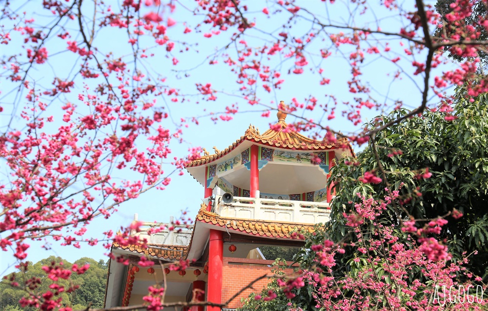桃園景點 龜山元德寶宮 桃園櫻花 八重櫻小徑 每年2月中盛開