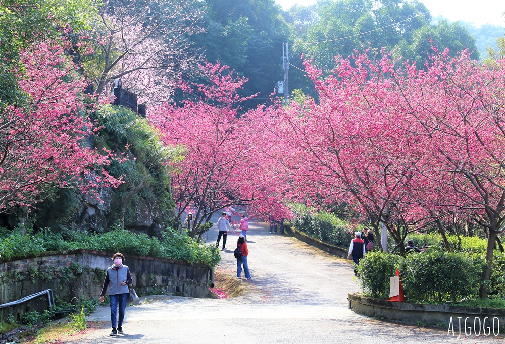 桃園景點 龜山元德寶宮 桃園櫻花 八重櫻小徑 每年2月中盛開
