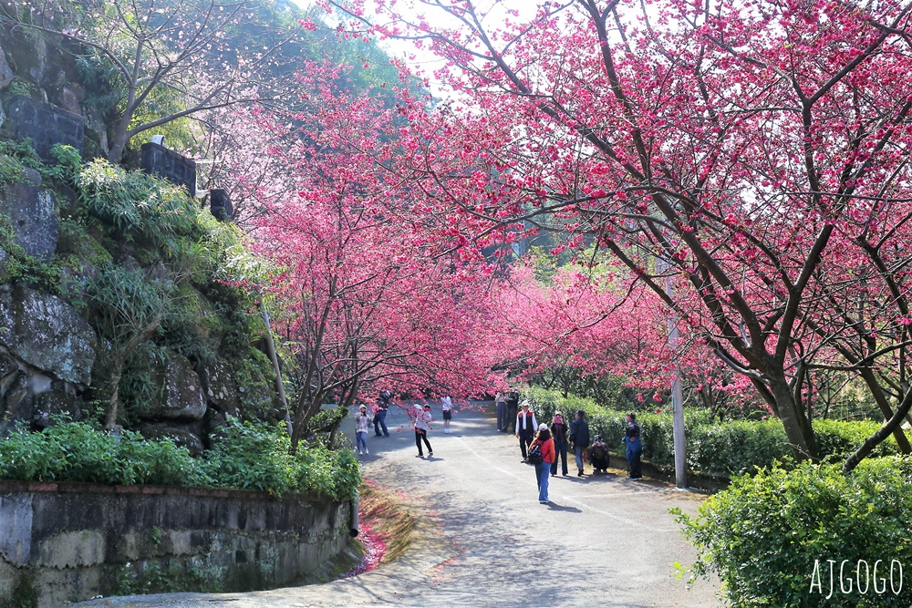 桃園景點 龜山元德寶宮 桃園櫻花 八重櫻小徑 每年2月中盛開 桃園景點 龜山元德寶宮 桃園櫻花 八重櫻小徑 每年2月中盛開