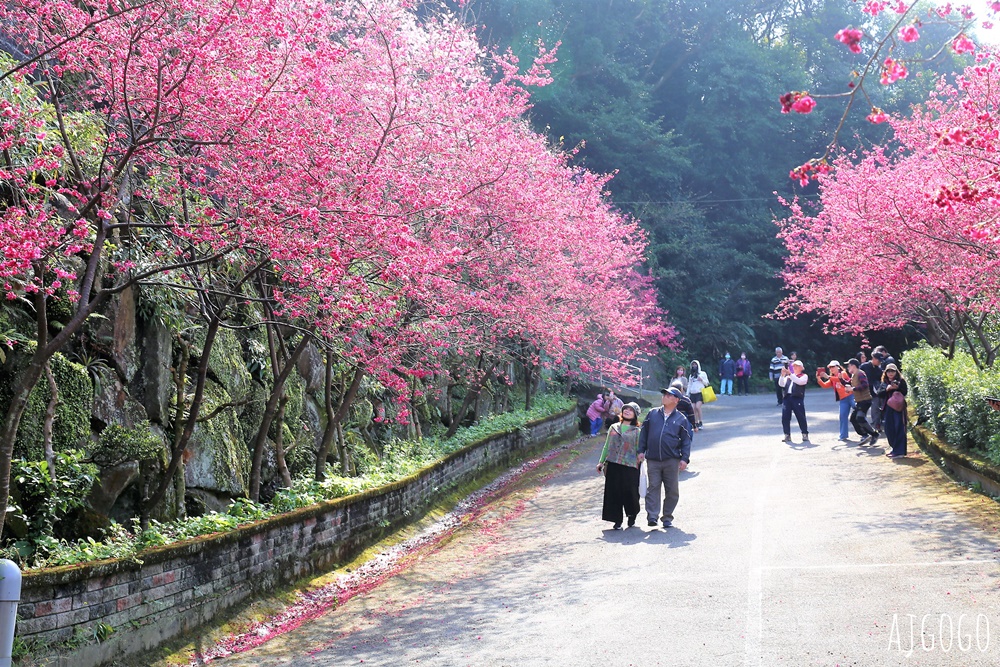 桃園景點 龜山元德寶宮 桃園櫻花 八重櫻小徑 每年2月中盛開 桃園景點 龜山元德寶宮 桃園櫻花 八重櫻小徑 每年2月中盛開